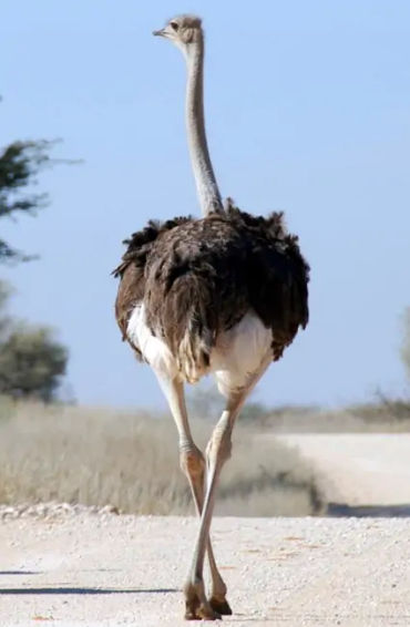 ostrich, ostrich facts, fact about ostrich, facts about ostrich, bird facts, 