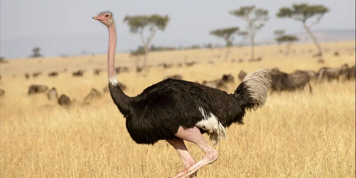 ostrich, ostrich facts, fact about ostrich, facts about ostrich, bird facts, 