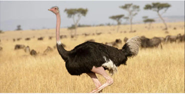 ostrich, ostrich facts, fact about ostrich, facts about ostrich, bird facts, 