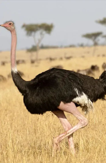 ostrich, ostrich facts, fact about ostrich, facts about ostrich, bird facts, 