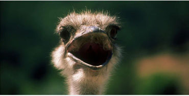 ostrich, ostrich facts, fact about ostrich, facts about ostrich, bird facts, 