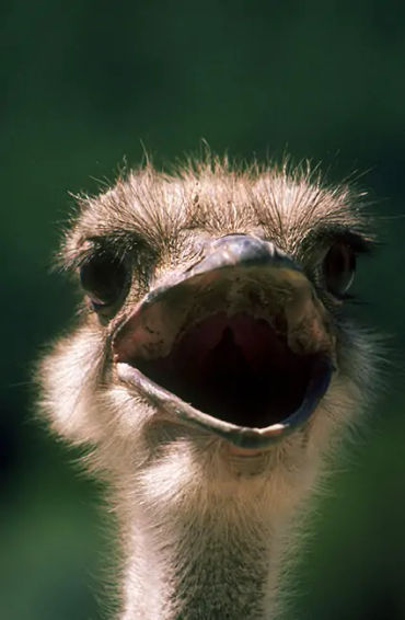 ostrich, ostrich facts, fact about ostrich, facts about ostrich, bird facts, 