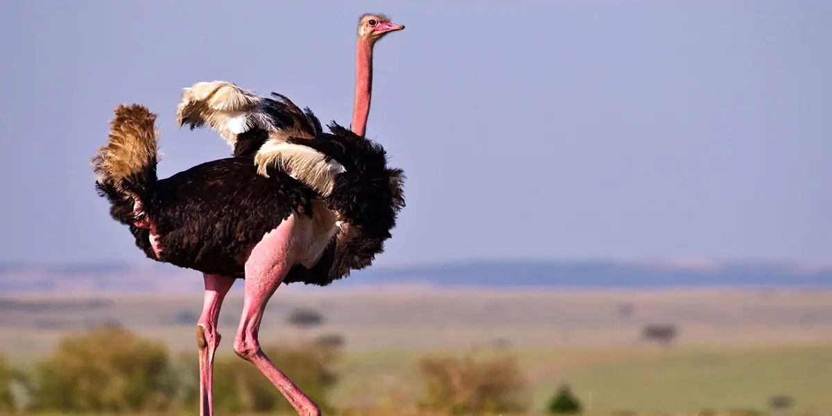 ostrich, ostrich facts, fact about ostrich, facts about ostrich, bird facts,