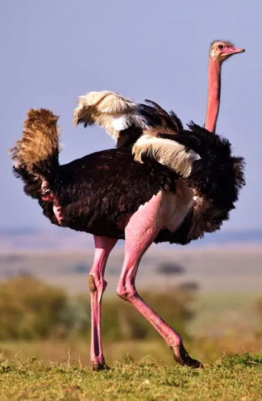 ostrich, ostrich facts, fact about ostrich, facts about ostrich, bird facts, 
