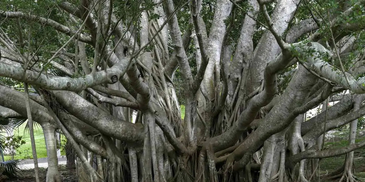kolkata facts, facts about kolkata, kolkata, about kolkata, kolkata history