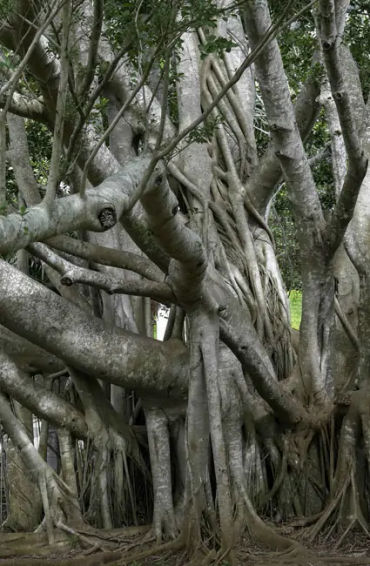 kolkata facts, facts about kolkata, kolkata, about kolkata, kolkata history