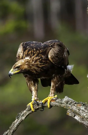 egale, birds, prey, varietyofbirds, eagles