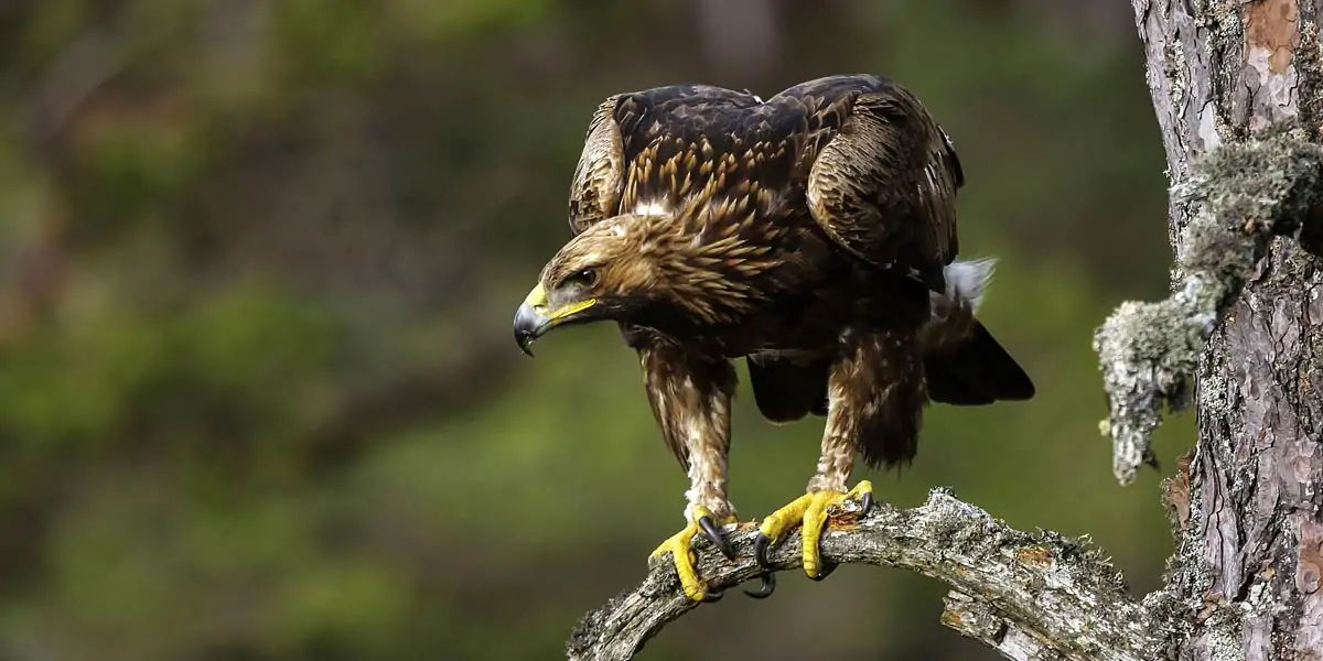 egale, birds, prey, varietyofbirds, eagles