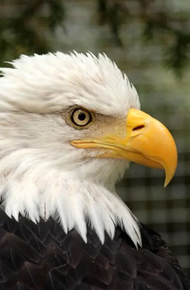 egale, birds, prey, varietyofbirds, eagles