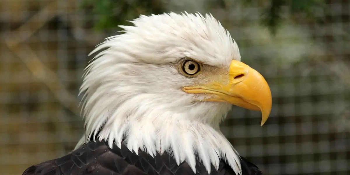 egale, birds, prey, varietyofbirds, eagles