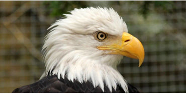 egale, birds, prey, varietyofbirds, eagles