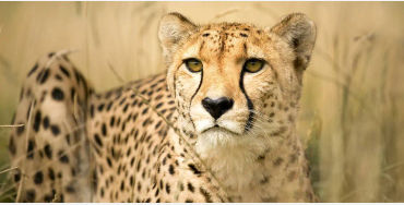 cheetahs, animals, lion, meow, cat, bigcats, torronto