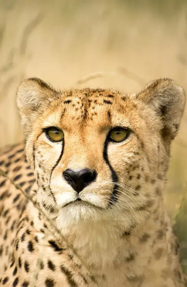 cheetahs, animals, lion, meow, cat, bigcats, torronto