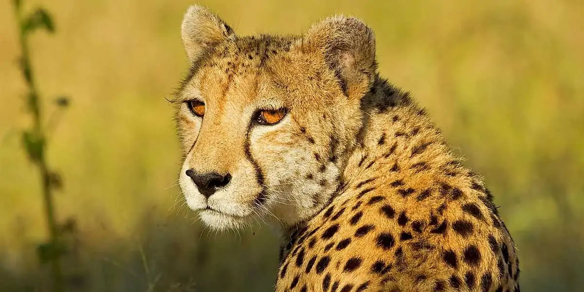 cheetah, animals, prey, largecats, wildcats, cheetahcharacteristics