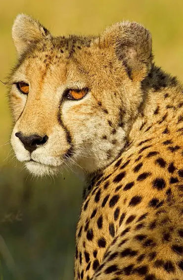 cheetah, animals, prey, largecats, wildcats, cheetahcharacteristics