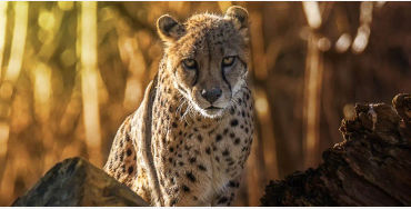 cheetah, animals, prey, largecats, wildcats, cheetahcharacteristics
