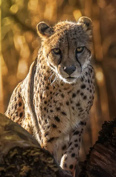 cheetah, animals, prey, largecats, wildcats, cheetahcharacteristics