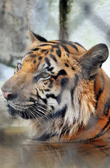 kolkata facts, facts about kolkata, kolkata, about kolkata, kolkata history