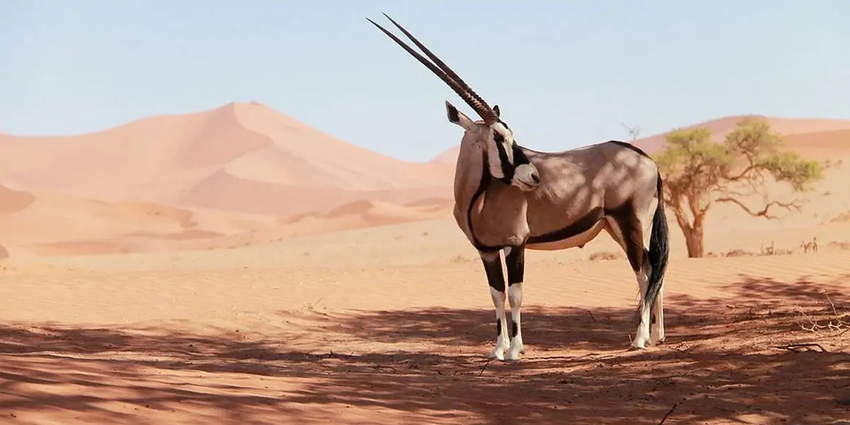 Fun Facts World : Funny Right! The national animal of the United Arab  Emirates is NOT a camel. | Shortpedia