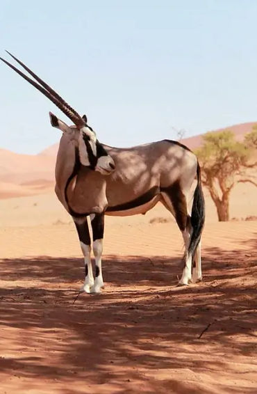 uae, uae facts, facts about uae, united arab emirates facts, facts about united arab emirates, dubai