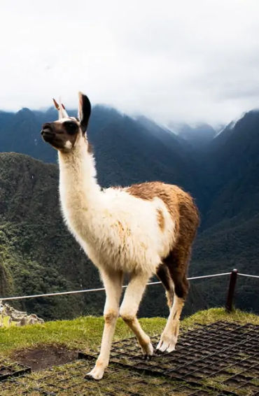 machu, picchu, machupicchu, pachacuti, inca, yupanqui, empire, roman, llama