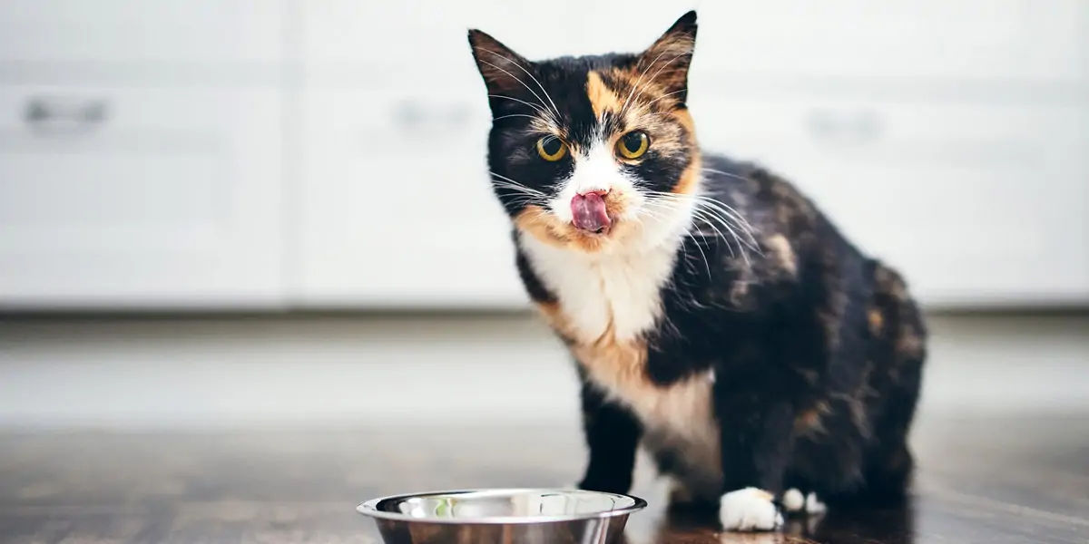 cats, smelly cat, cat facts, cat lazy, lazy cat, cat in space, space cats, wet cat