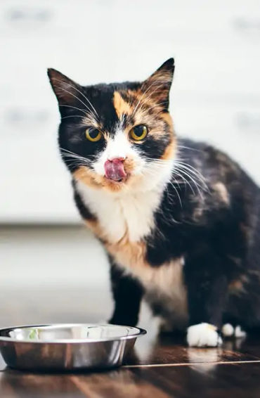 cats, smelly cat, cat facts, cat lazy, lazy cat, cat in space, space cats, wet cat