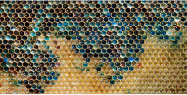 bee, bees facts, facts about bees, fun facts about bees