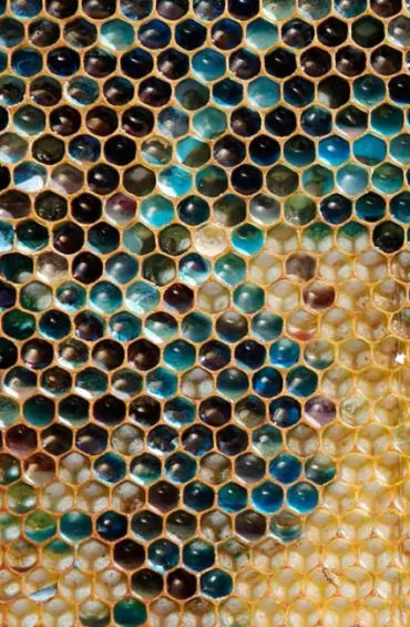 bee, bees facts, facts about bees, fun facts about bees