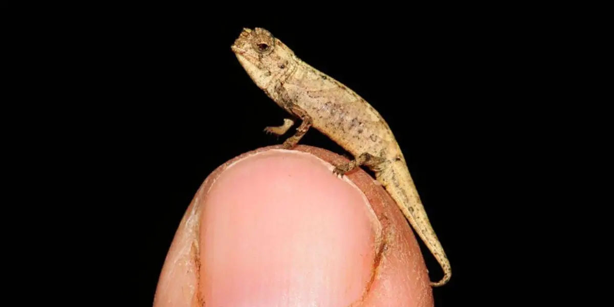 smallest reptile