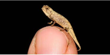smallest reptile