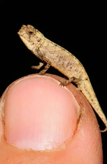 smallest reptile
