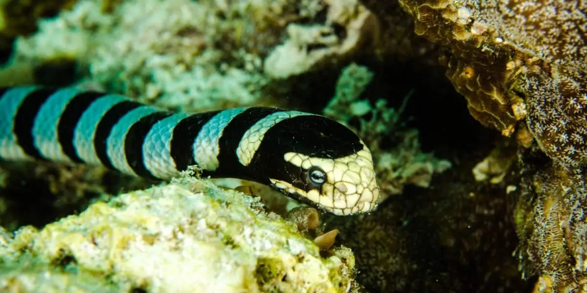 snake nose, snakes tongue, snakes facts