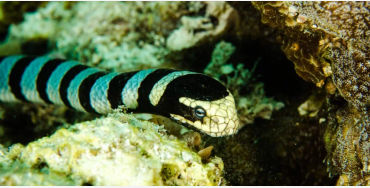 Interesting Facts About Animals : Fun Fact! Some sea snakes can breathe  through their skin. | Shortpedia