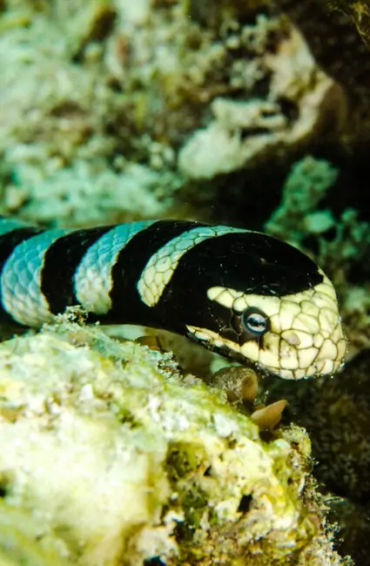 snake nose, snakes tongue, snakes facts 