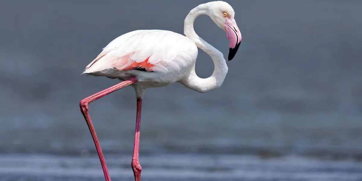 flamingoes facts, facts about flamingoes,