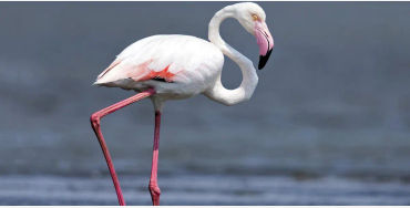 flamingoes facts, facts about flamingoes, 