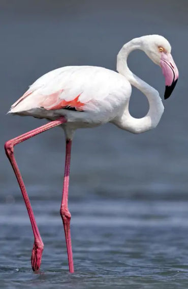 flamingoes facts, facts about flamingoes, 
