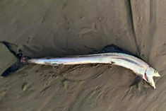 Dracula found on the beach in California USA