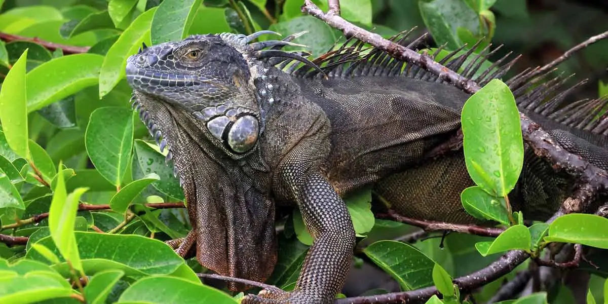 Fun Facts About Animals : Fun Fact! Iguanas hate the cold | Shortpedia