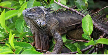 iguanas, iguanas facts, facts about iguanas, 