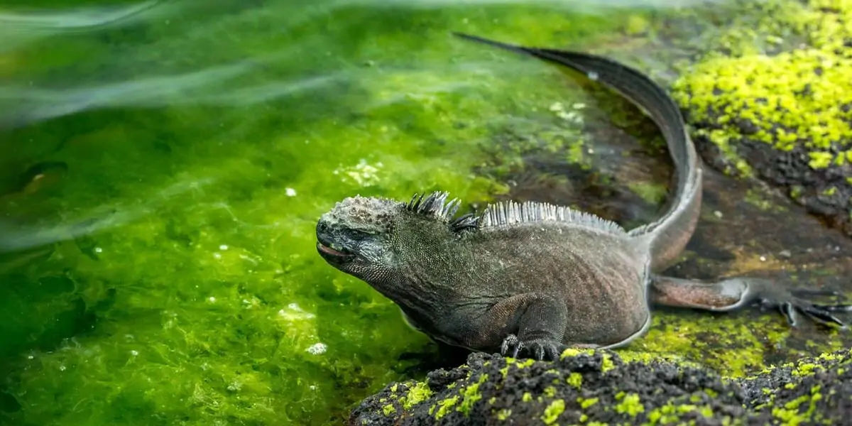 iguanas, iguanas facts, facts about iguanas, 