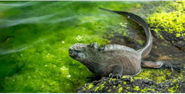 iguanas, iguanas facts, facts about iguanas, 