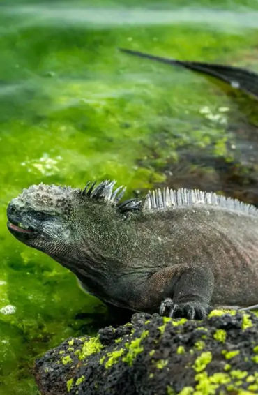 iguanas, iguanas facts, facts about iguanas, 