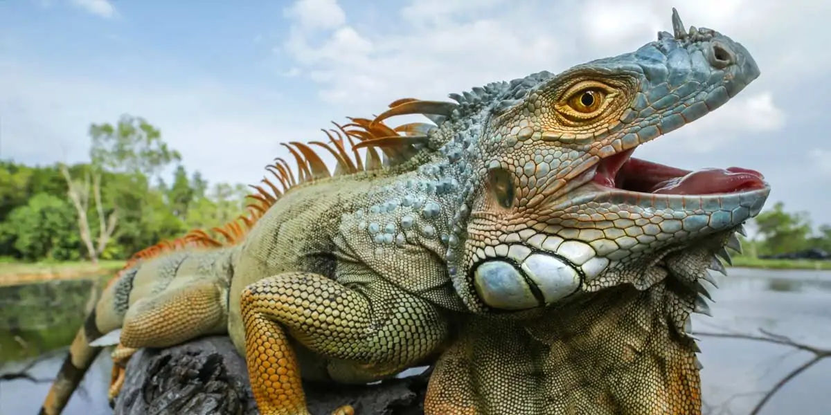 iguanas, iguanas facts, facts about iguanas, 