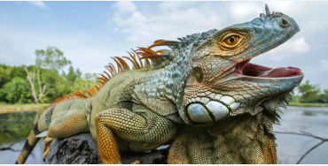 iguanas, iguanas facts, facts about iguanas, 