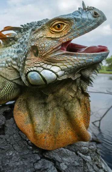 iguanas, iguanas facts, facts about iguanas, 