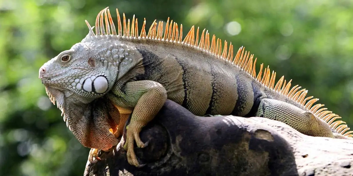 iguanas, iguanas facts, facts about iguanas, 