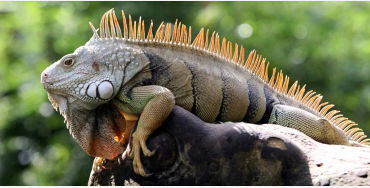 iguanas, iguanas facts, facts about iguanas, 