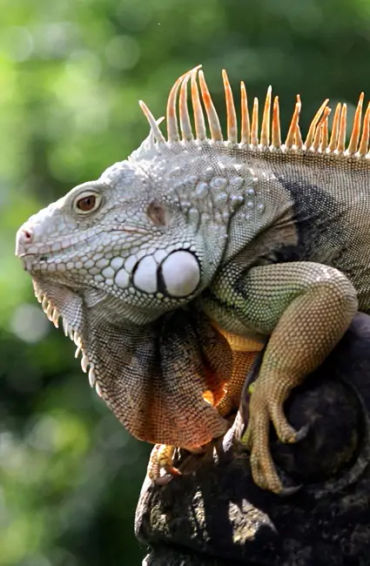 iguanas, iguanas facts, facts about iguanas, 